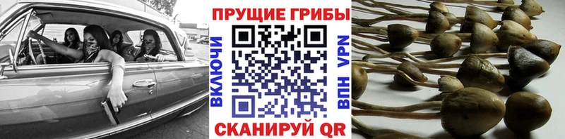 Псилоцибиновые грибы Psilocybe  kraken ссылки  Киреевск 